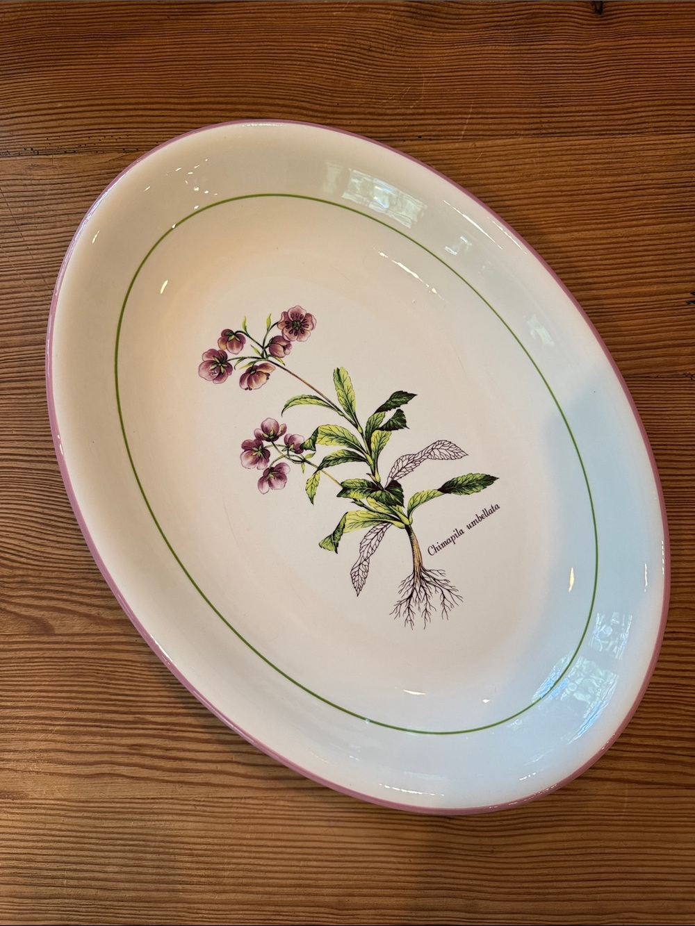 Primula Italian Ceramic Servng Platter w/ Chimapila Umbellata Botanical Pattern